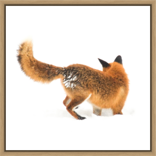 Main image Smart Fox 5