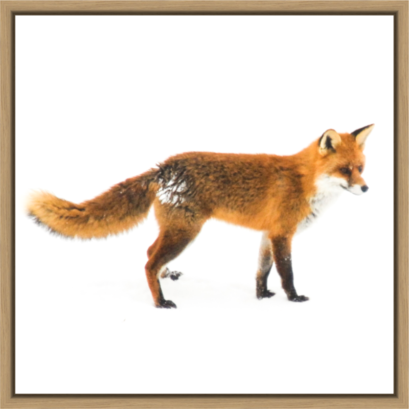 Main image Smart Fox 11