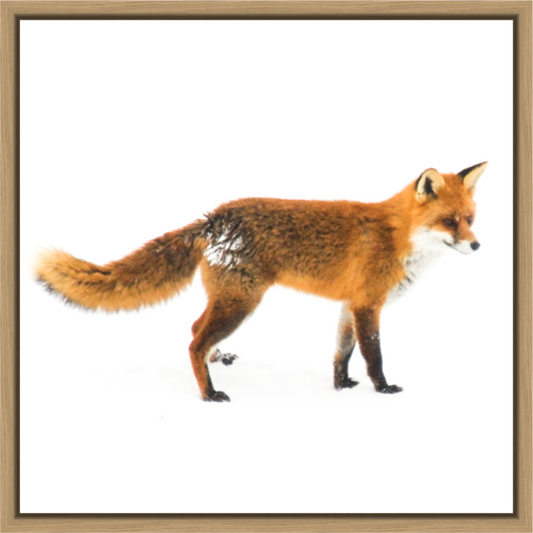 Main image Smart Fox 11