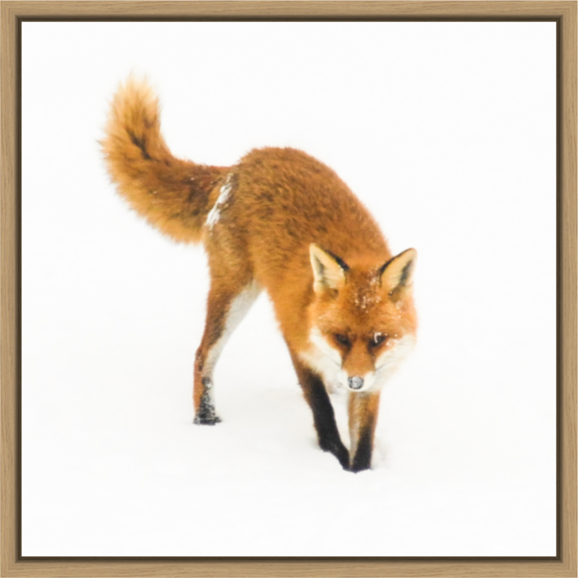 Main image Smart Fox 9