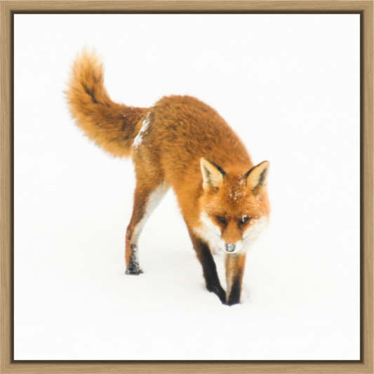 Main image Smart Fox 9