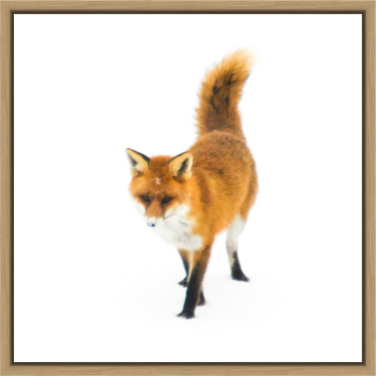 Main image Smart Fox 1