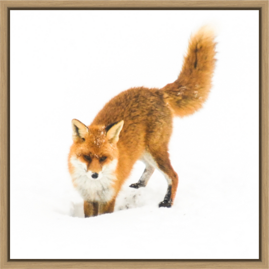 Main image Smart Fox No. 007