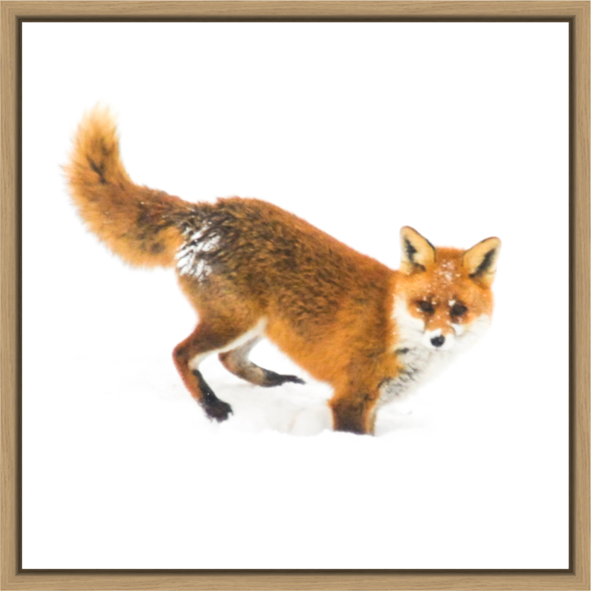 Main image Smart Fox 2