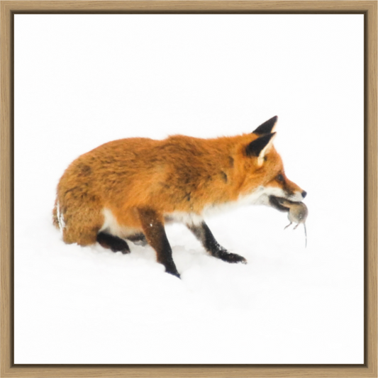 Main image Smart Fox 12