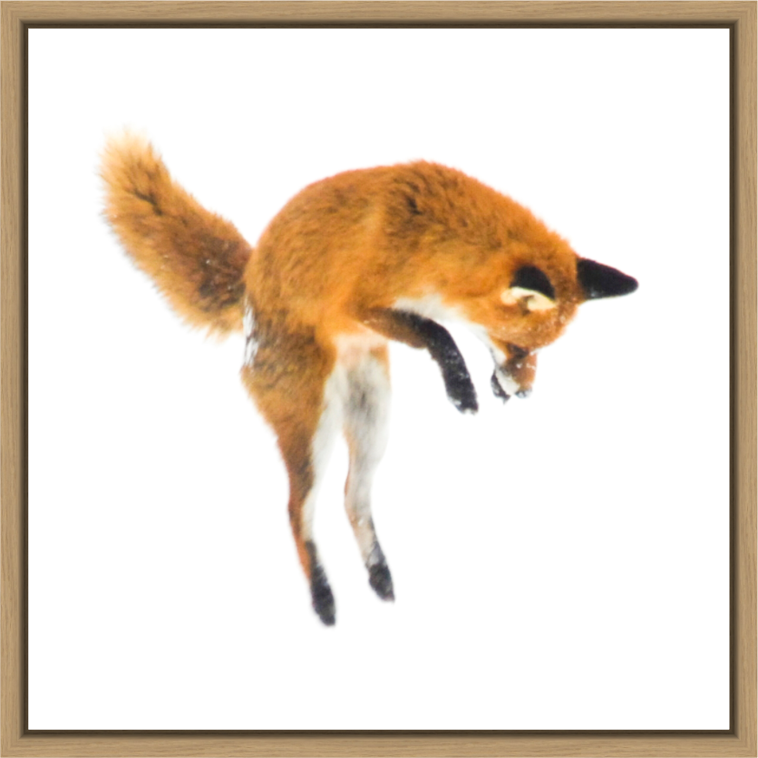 Main image Smart Fox 6