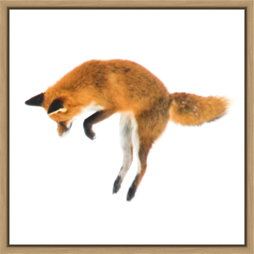 Main image Smart Fox 3